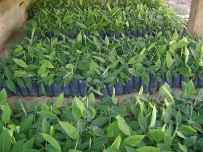 Produtores recebem mudas para aumentar a produção de banana